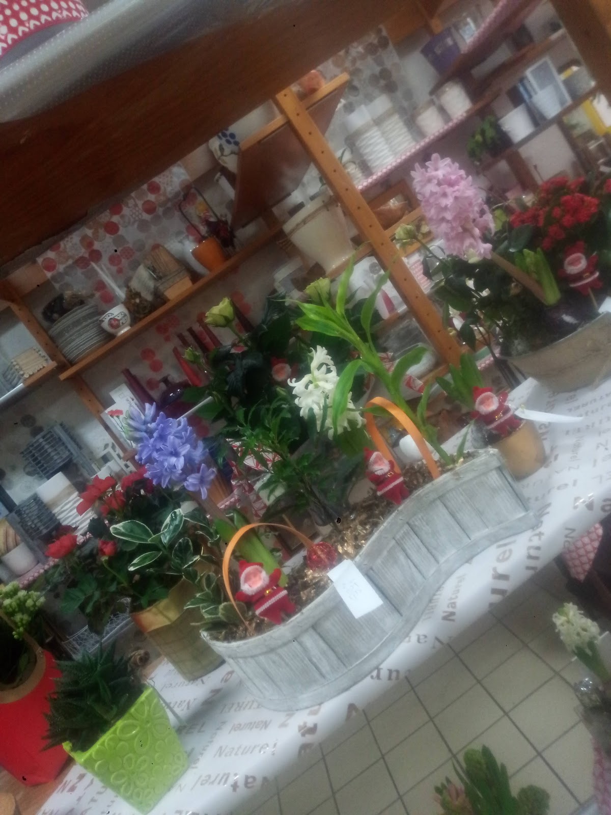 Fleur du Kreiz Breiz - Maël carhaix - Rostrenen