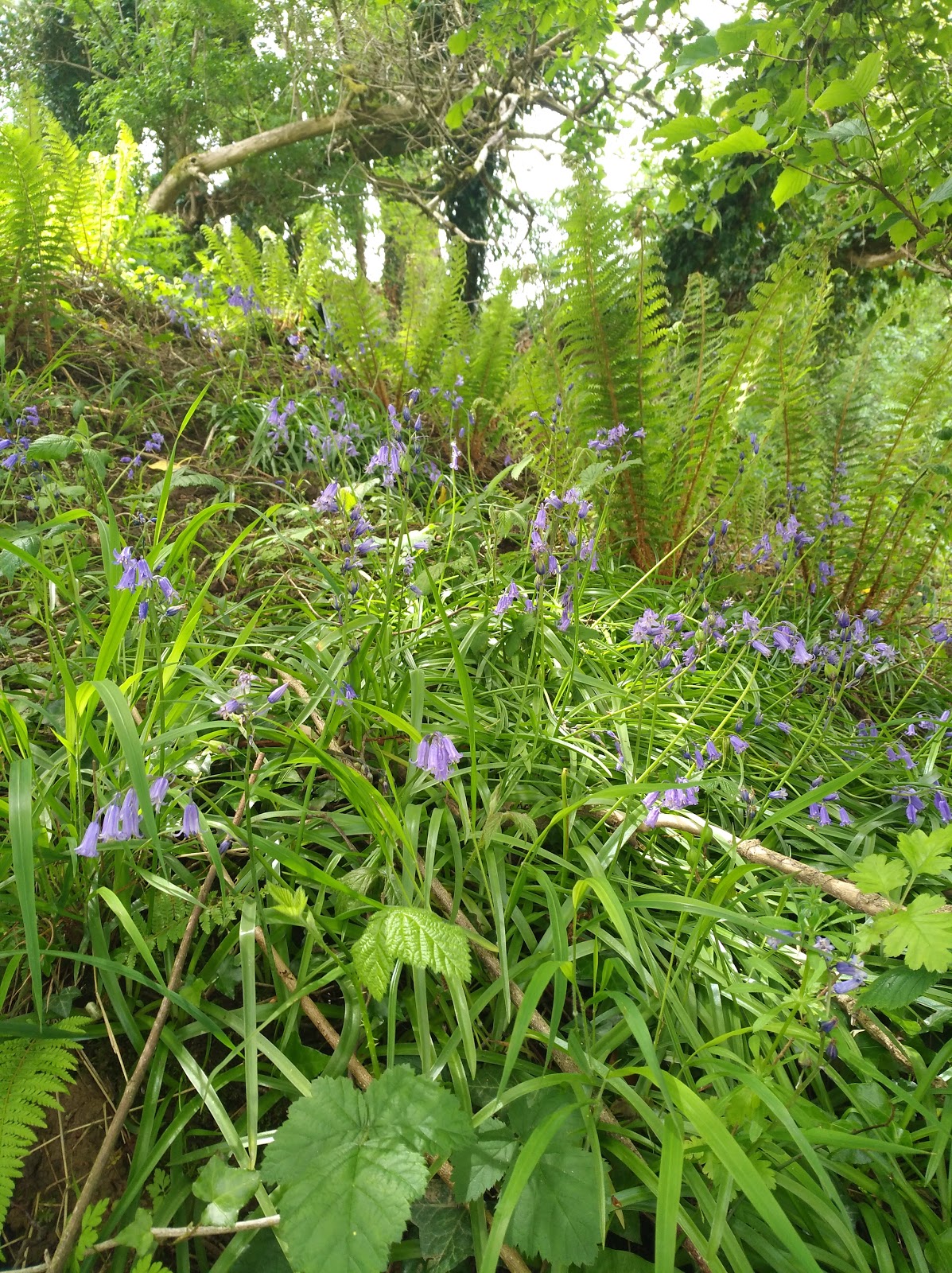 Sarah BEALE, Ferme de Banoville