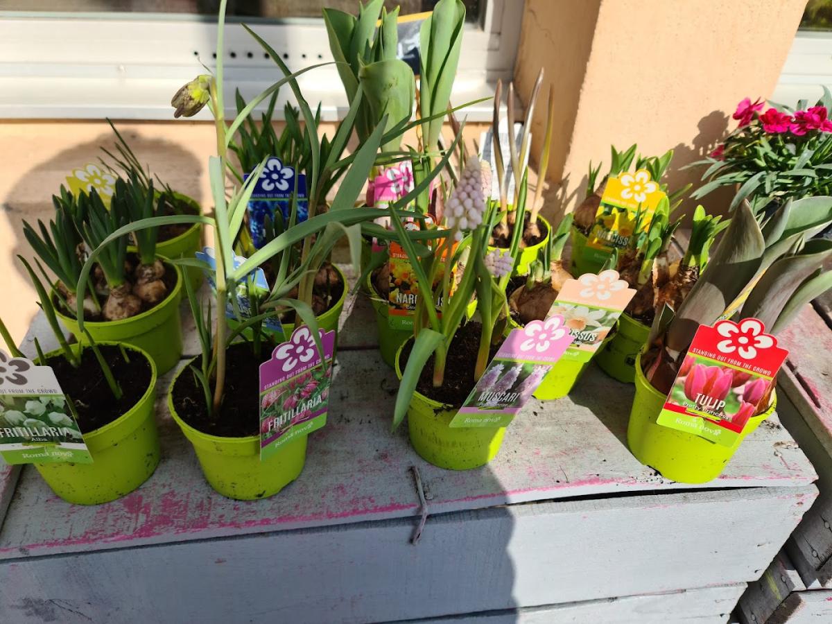 Le Secret d'une Fleur | Fleuriste Lyon