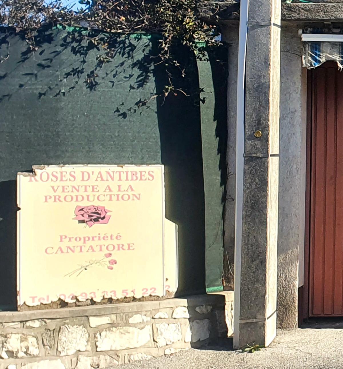 Roses d'Antibes- CANTATORE