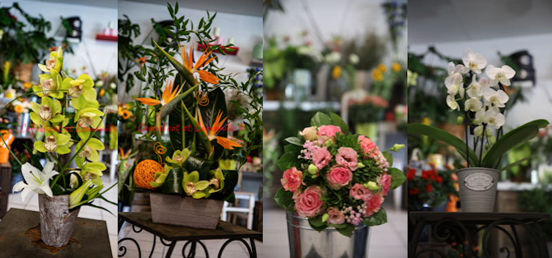 Coquelicot et Camomille