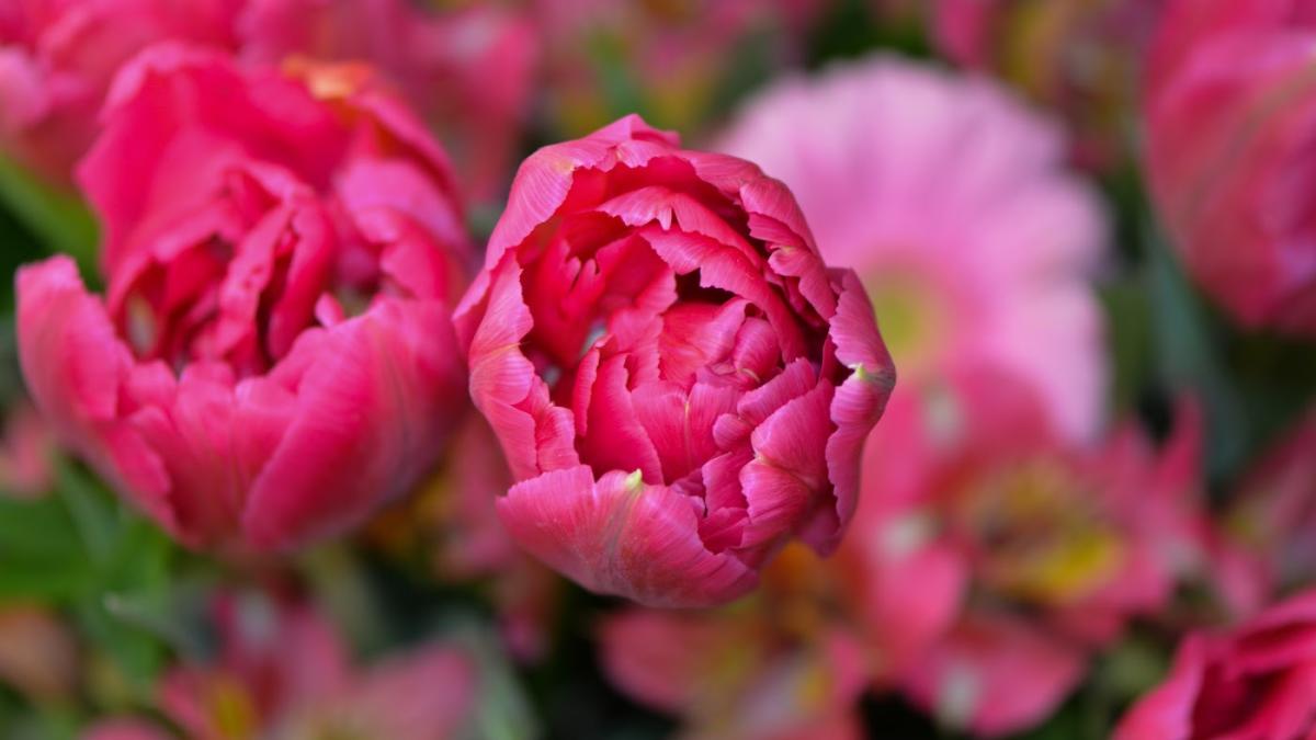 Fleuriste Ann Van Diepen