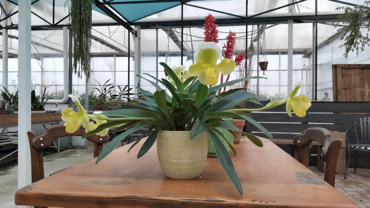 Les Orchidées de la Belle Etoile