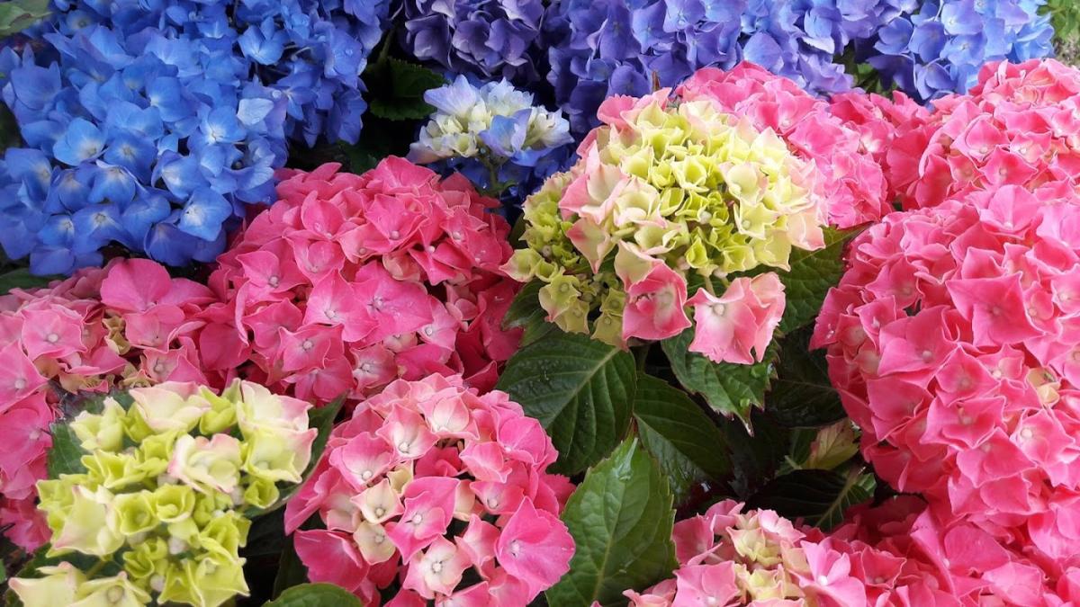 Pépinières du Littoral