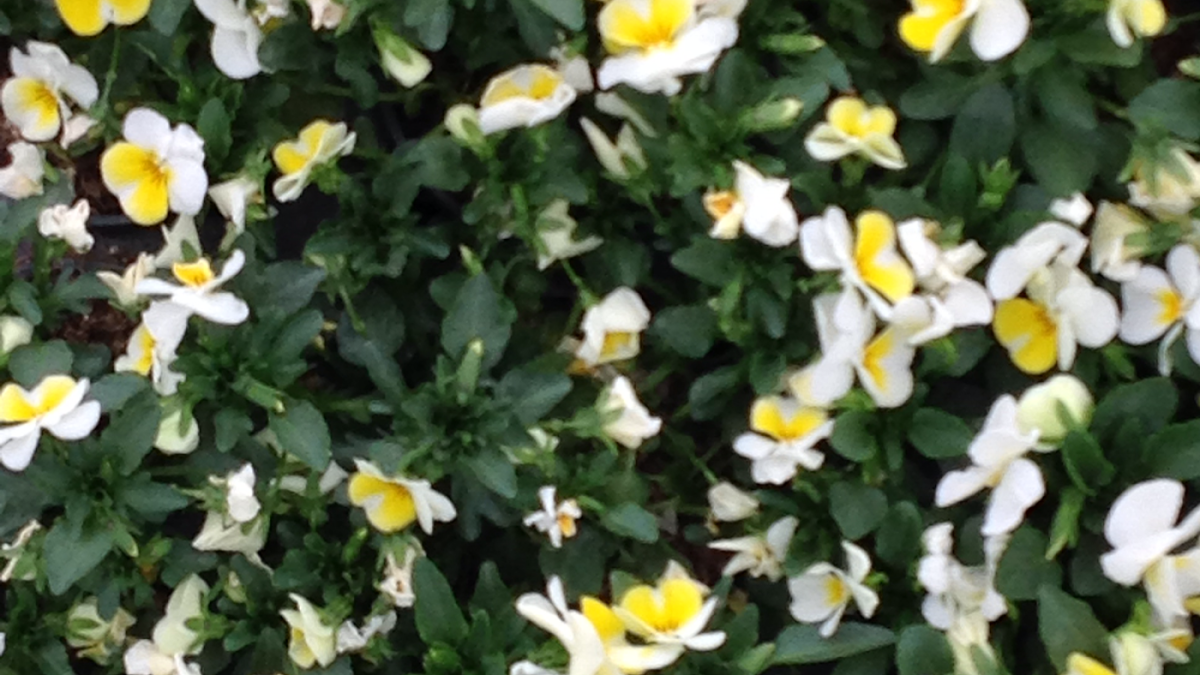 Ets Schreiner Fleurs