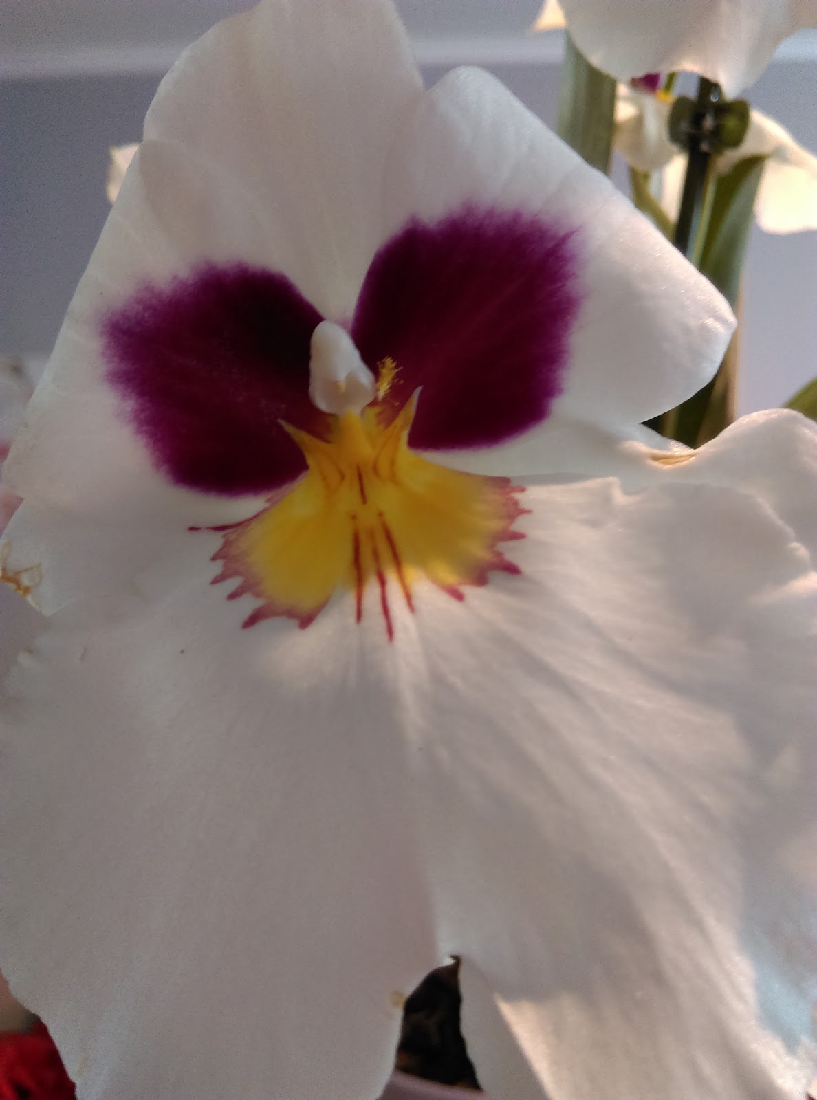 Objectifs fleurs & Flowerfly