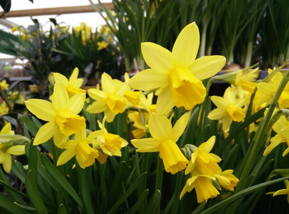 Jardinerie du Bocage