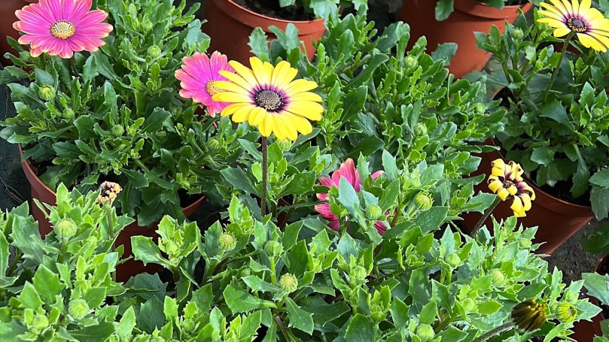 LE JARDIN FLEURI LAZAR & LE BLAY