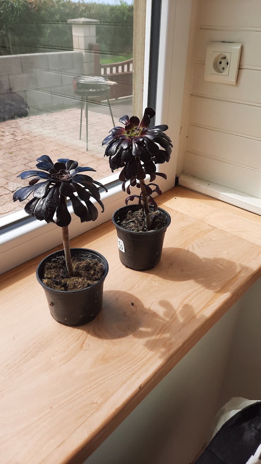 Le Bon Plant des Serres de l'Estuaire