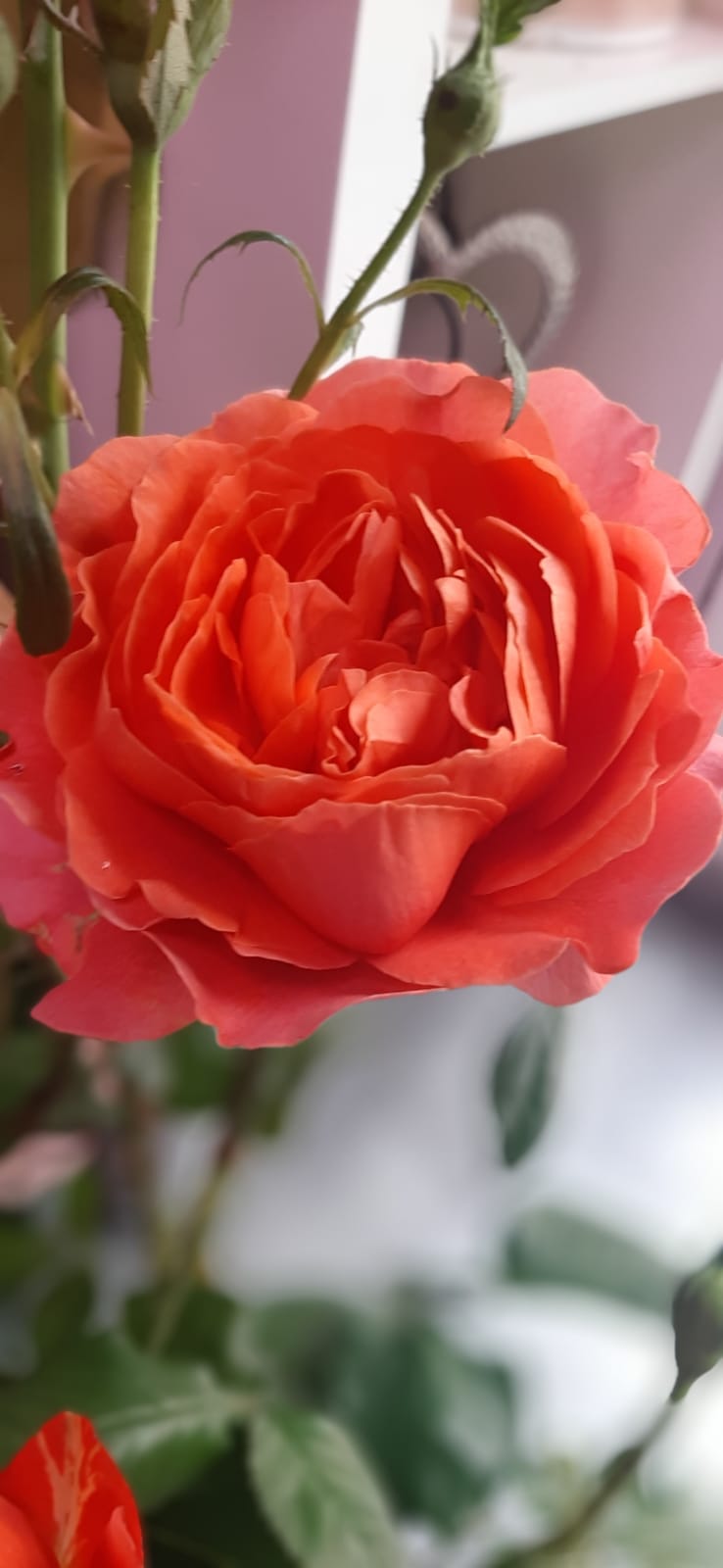 Florazur, Artisan Fleuriste la Turbie