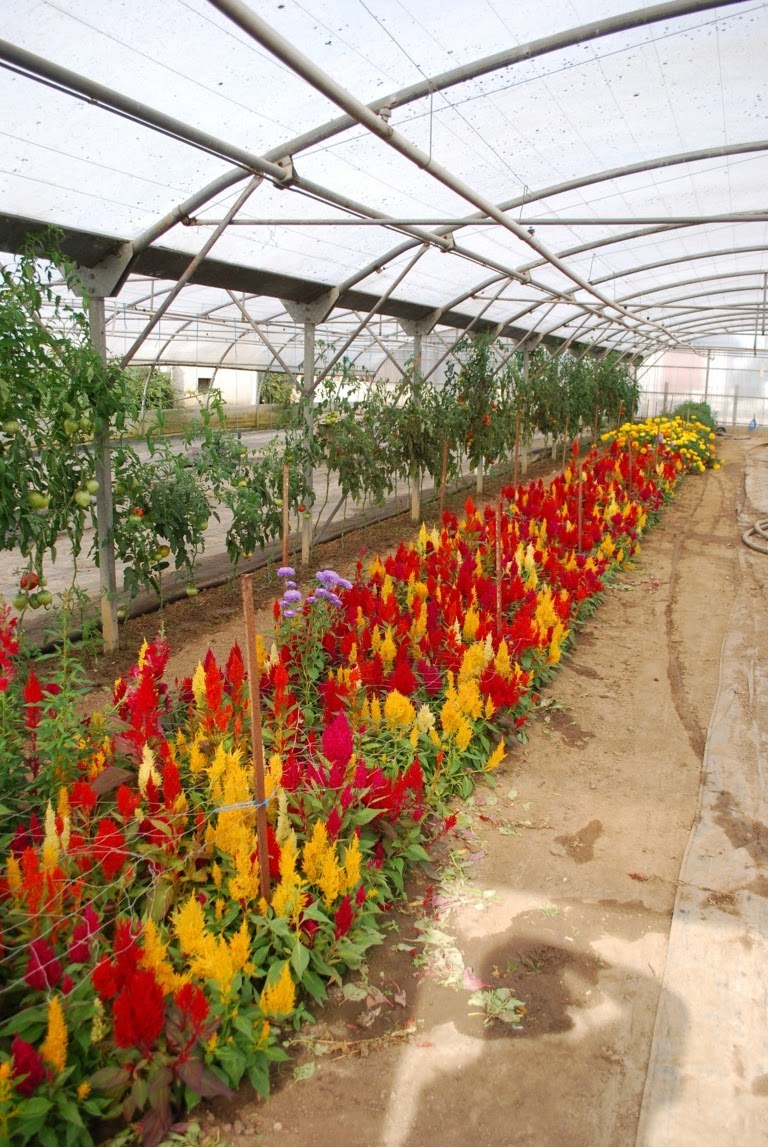 VASSEROT-MERLE E.A.R.L