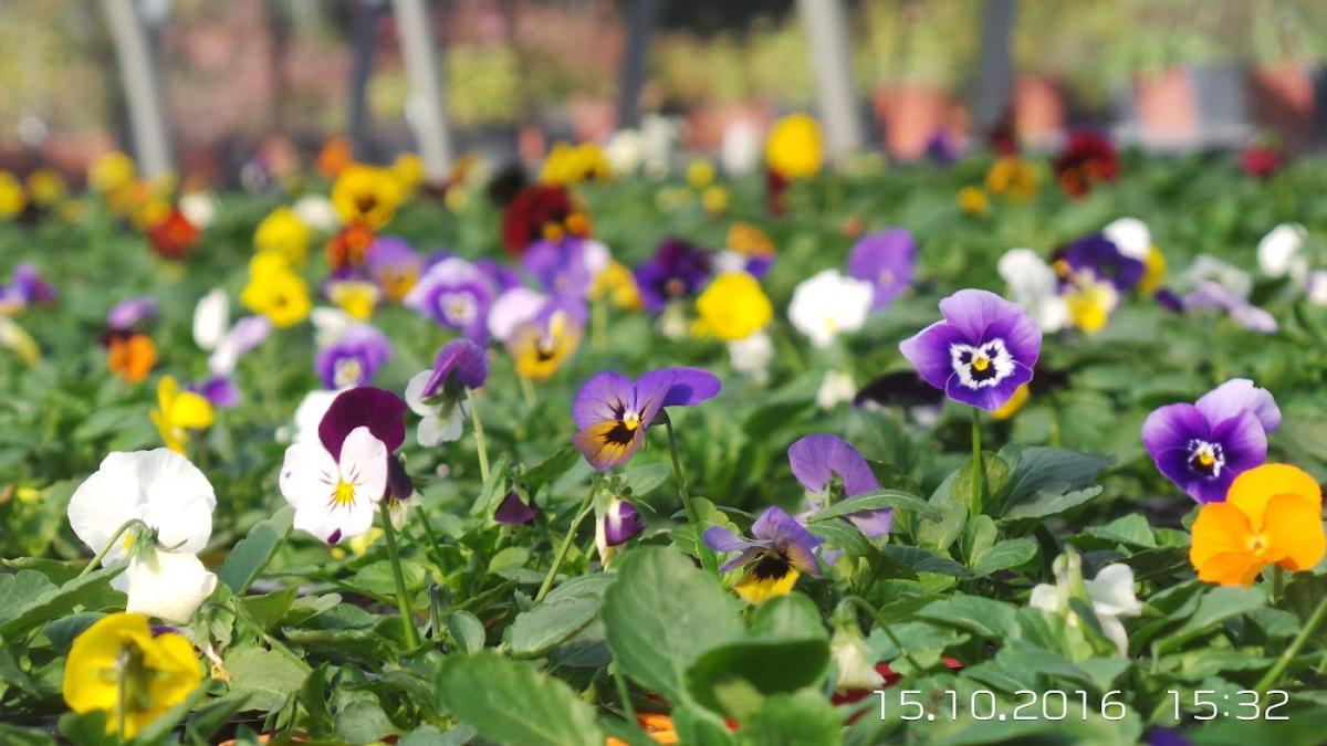 Horticulture MONCHANY