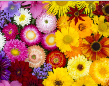 PLANTINE CHRISTINE CONVERT