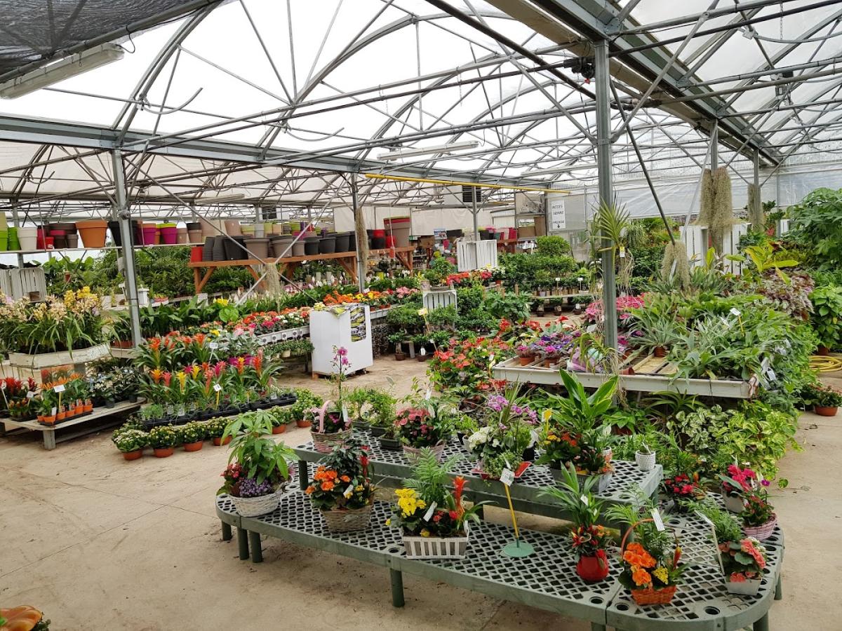 PANAPLANTES PARIS-SAQUE