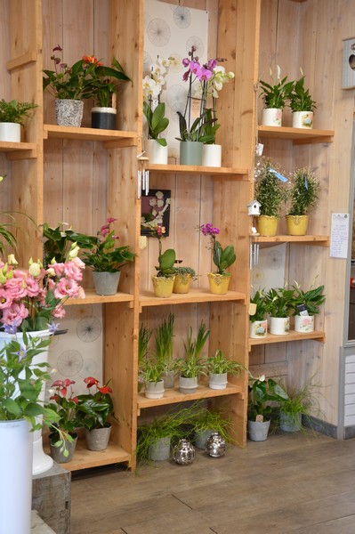 Artis & Fleurs (ex Delienn)