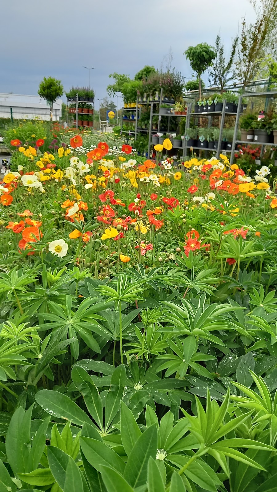 Le Flower (Ex: La Rose Bleue)