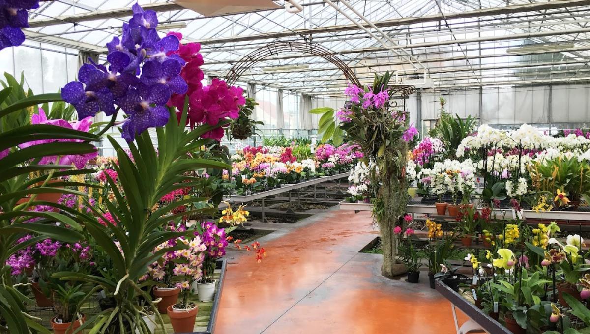 Orchidées Vacherot et Lecoufle