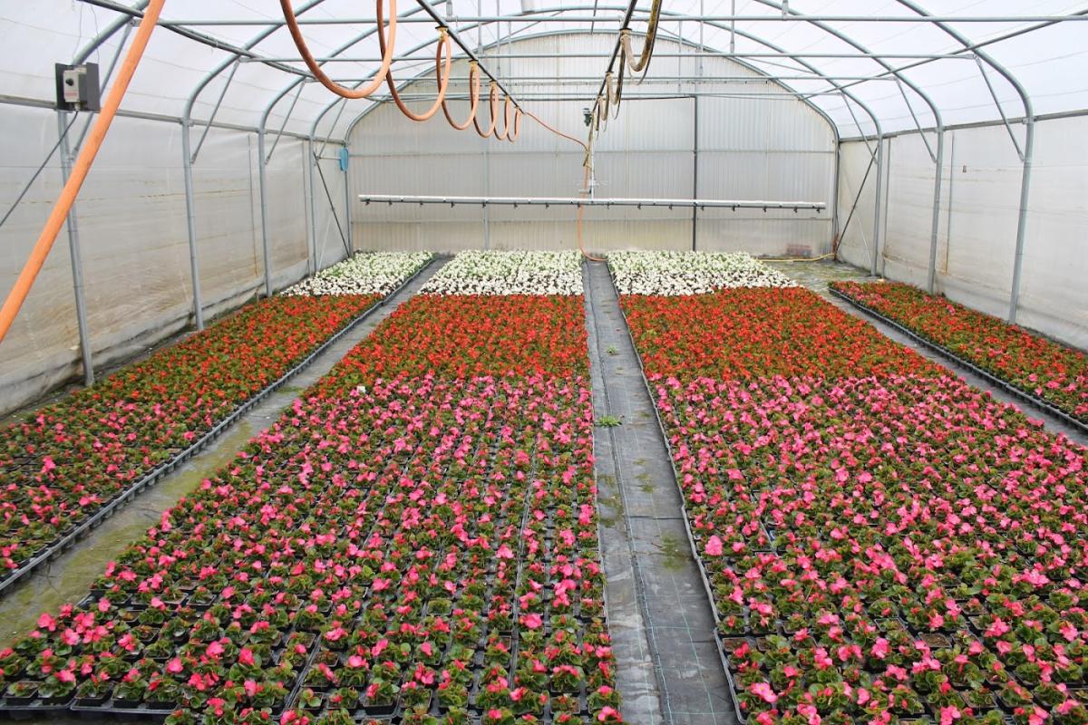 Au jardin fleuri horticulture DENU Jean Marie