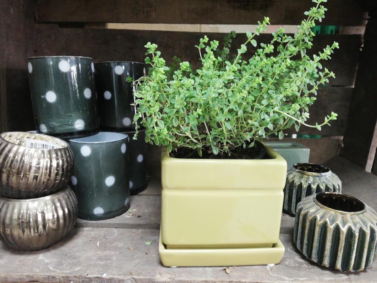 Servifleurs Libre Service Fleurs Et Plantes