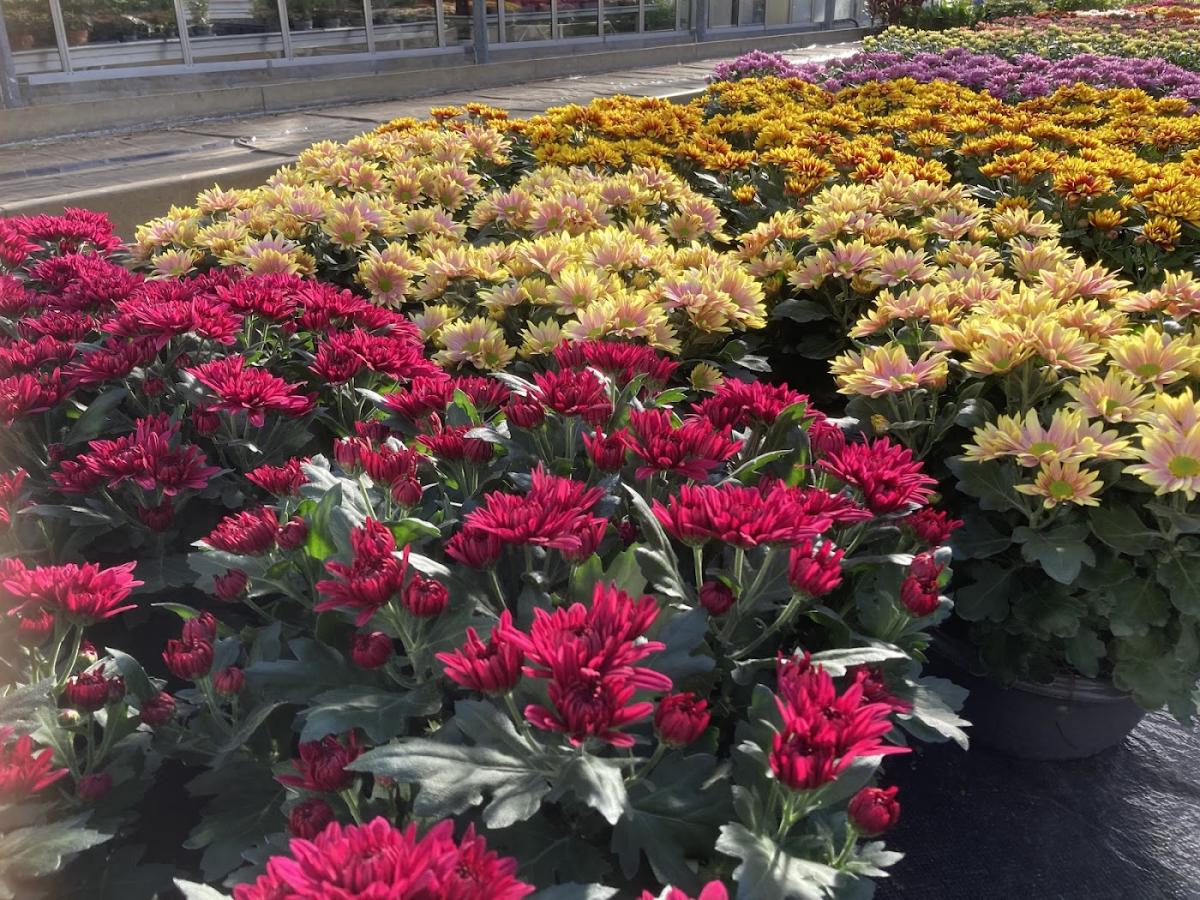 SARL HERMANT (HERMANT FLEURS HORTICULTURE)