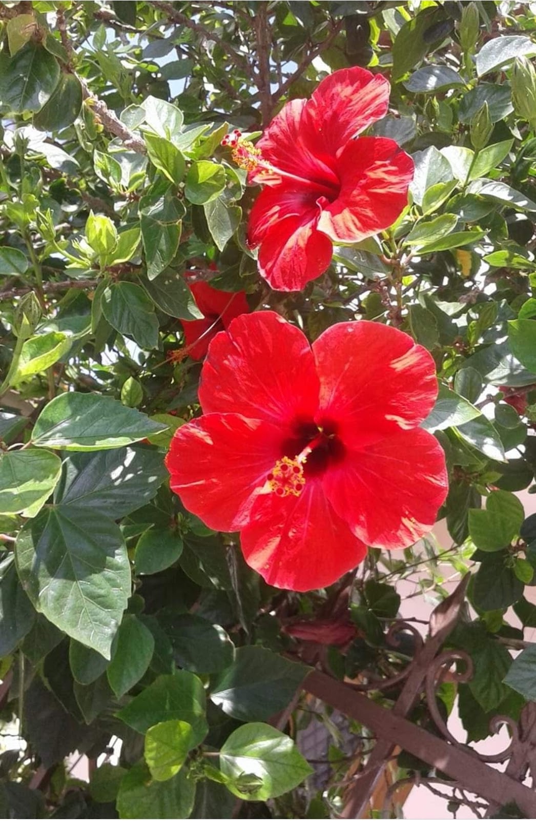 Coté Fleurs | Fleuriste Montreux-Château