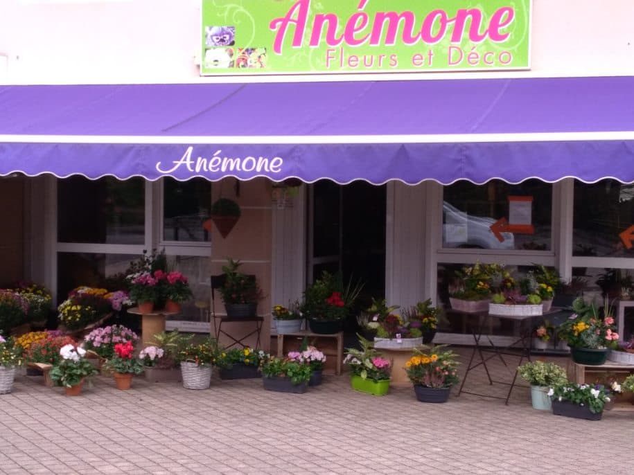 Anémone
