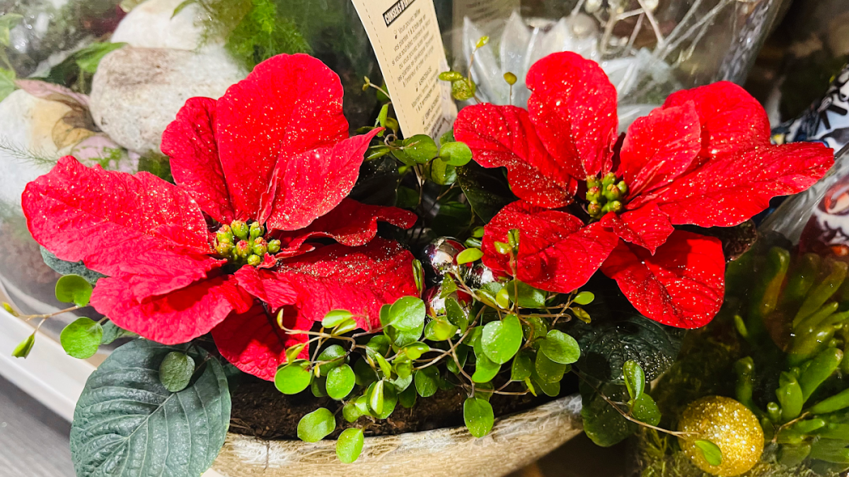 Les Pensées de Capucine