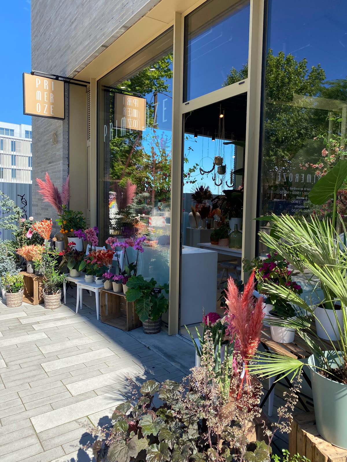 Primeroze - Audric Ronfort