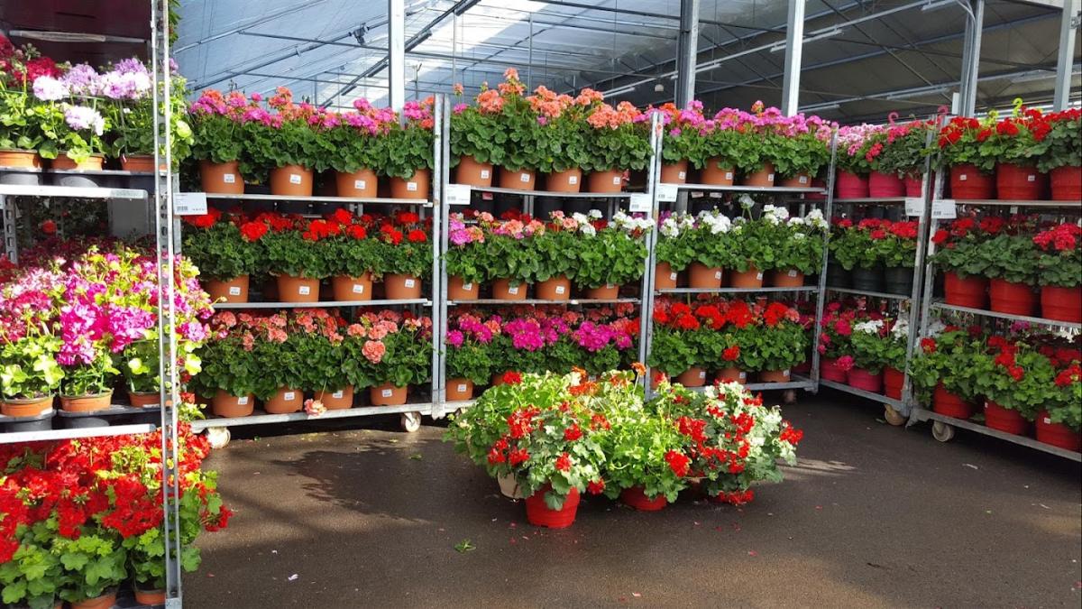 LGD-FLORONALP Grossiste végétaux