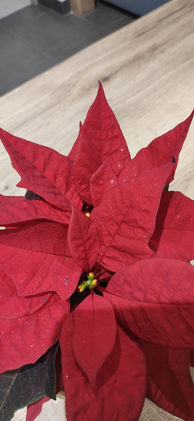 L'ATELIER DE POT'LINE