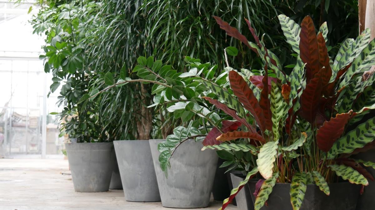 Sauvaje/Jardinier du Vivant