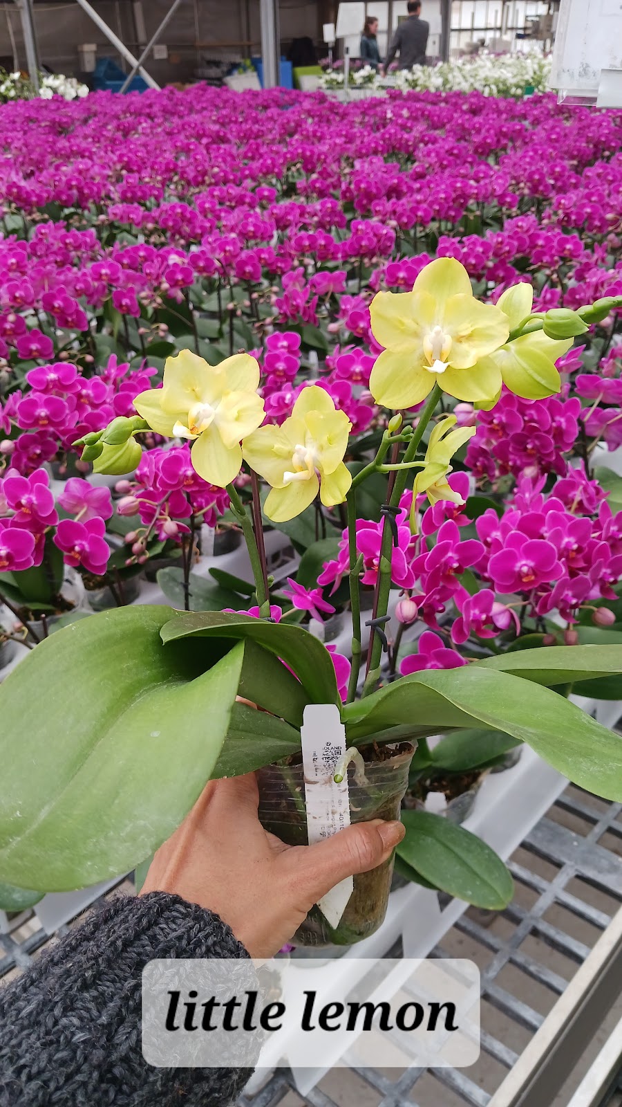 Okidland France Biotechnology sarl