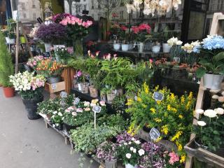 Fleuriste Arboré-Sens 0