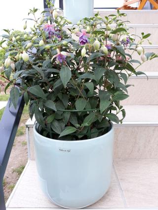 Fleuriste A Fleur de Pot 0