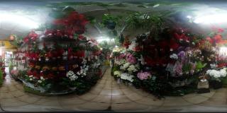 Fleuriste Oxalis Fleurs 0