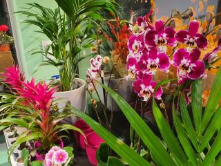 Fleuriste Villa Florale 0