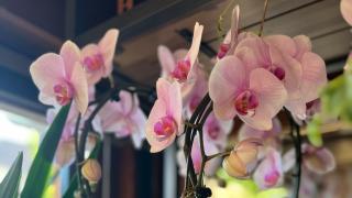 Fleuriste Fleuris ta vie 1