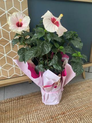 Fleuriste Coraly Fleur 0