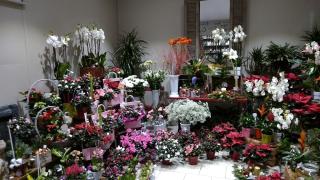 Fleuriste ACACIA artisan fleuriste 1