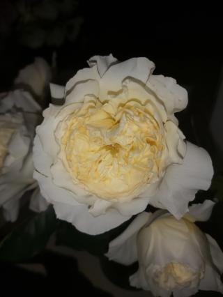 Fleuriste Monceau Fleurs 0