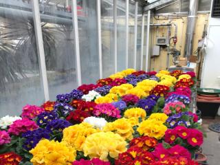 Fleuriste FLEURS HUCK 0