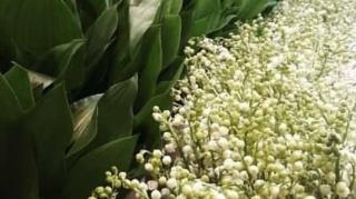 Fleuriste Flor&Sens 1