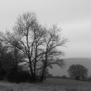 Fleuriste Rea Renaud Flora 0