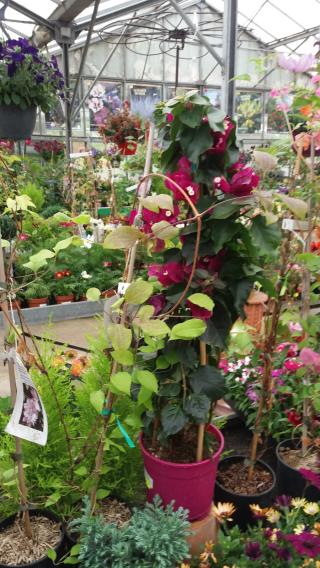 Fleuriste La Jardinerie (Sarl) 0