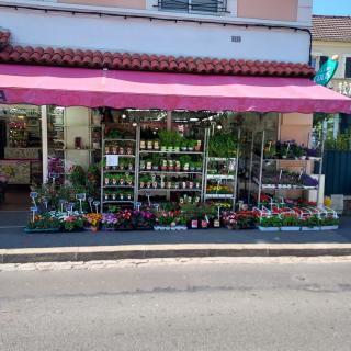 Fleuriste Maxi-Flora 0