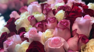 Fleuriste UNIVERS FLORAL 0