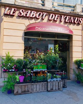 Fleuriste Sabot de Vénus 0