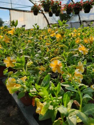 Fleuriste Arnaud Rattier Horticulture : fleurs annuelles à Villotte 0