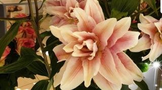 Fleuriste FLORE ET SENS 0