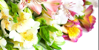 Fleuriste Idéal Flor 0